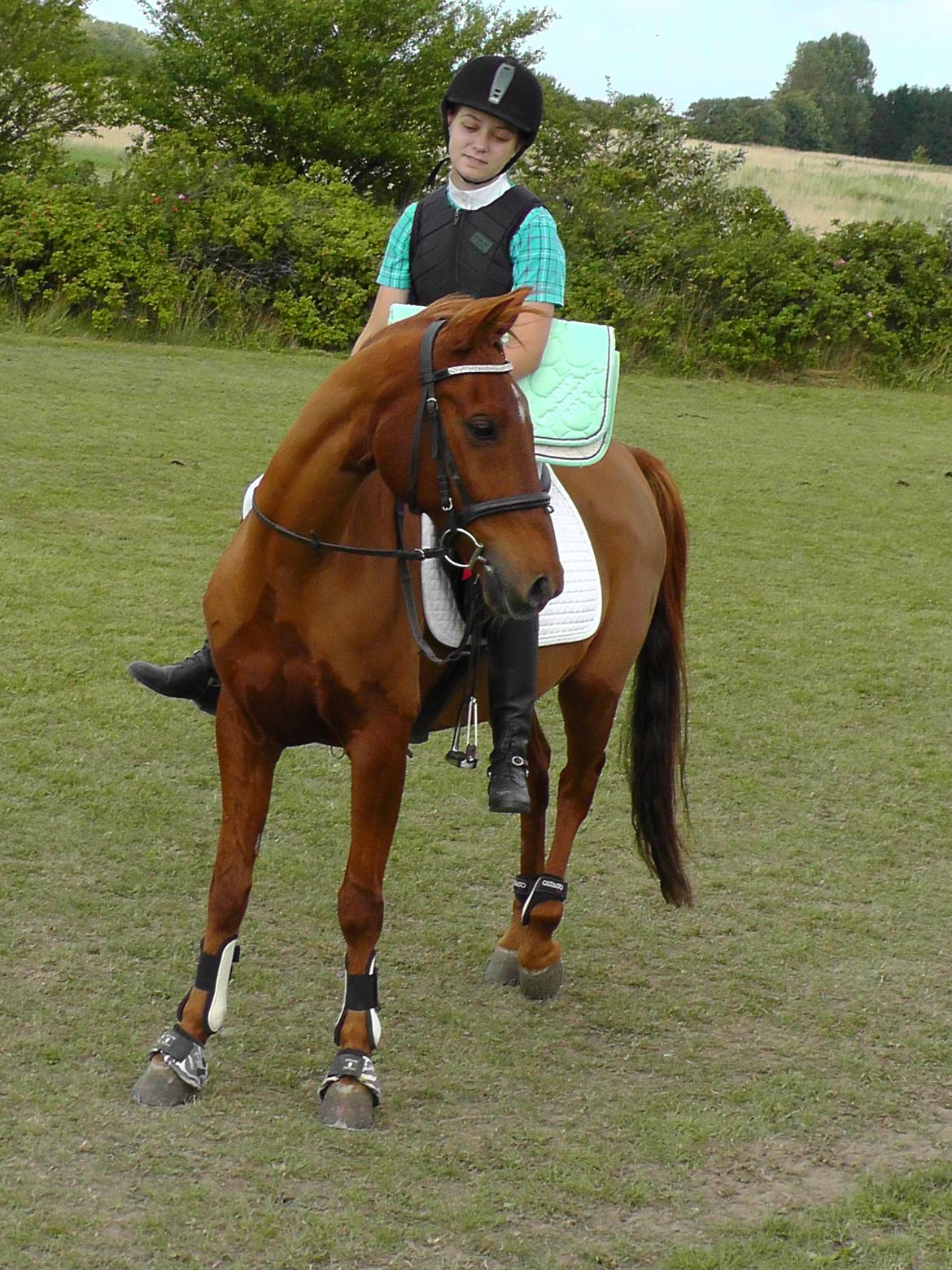 Hollandsk Sportspony Marien - Klubmester  billede 11