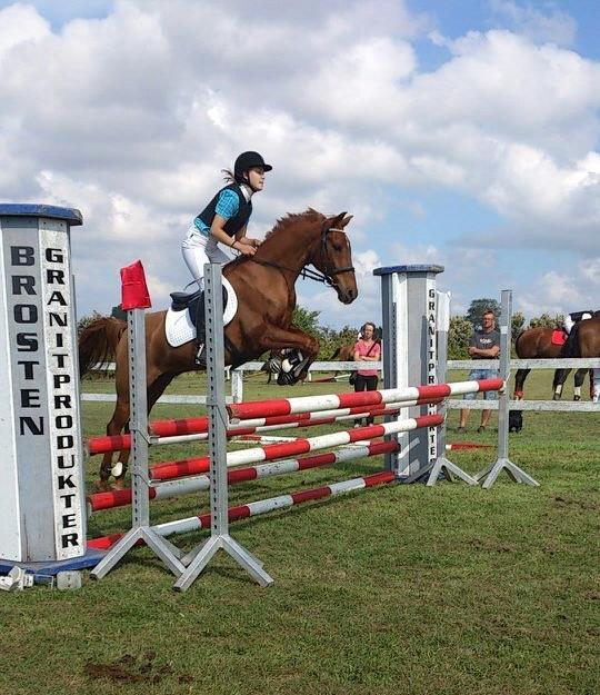 Hollandsk Sportspony Marien billede 18