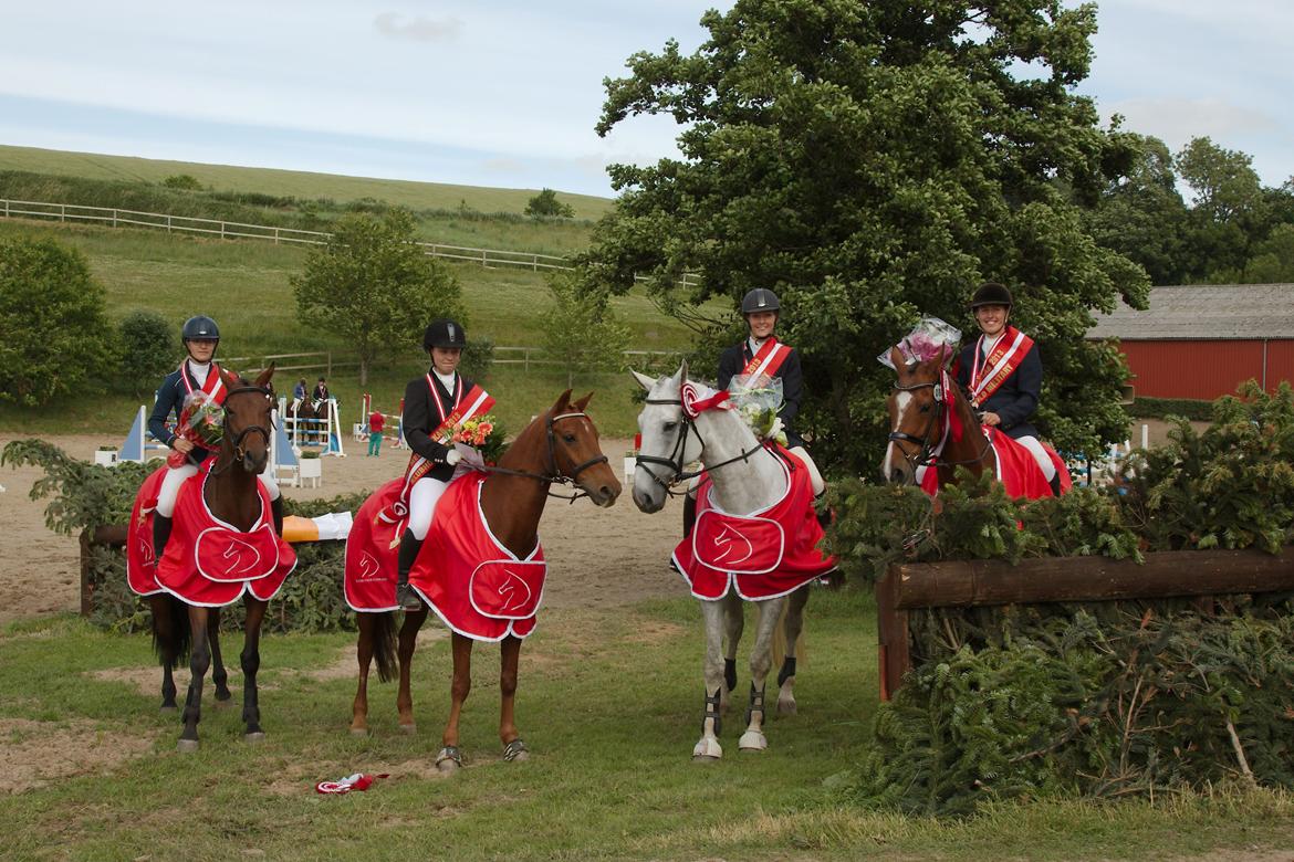 Hollandsk Sportspony Marien - DANMARKSMESTER FOR HOLD 2013 - Military  billede 1