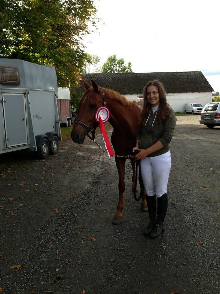 Hollandsk Sportspony Marien - Klubmester i højdespring for 3. år i træk. 2011, 2012 & 2013 billede 5