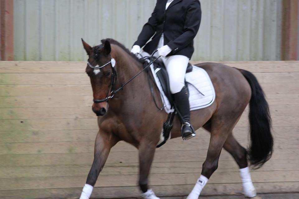 Dansk Varmblod ZA-Midi - Foto : Anne Sofie billede 14