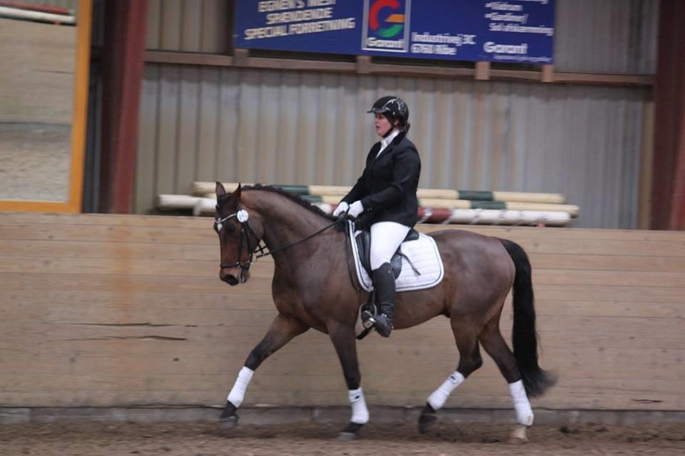 Dansk Varmblod ZA-Midi - Foto : Anne Sofie billede 21