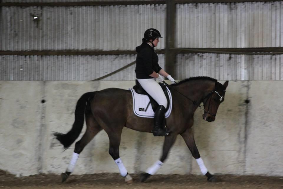 Dansk Varmblod ZA-Midi - Foto : Anne Sofie billede 22