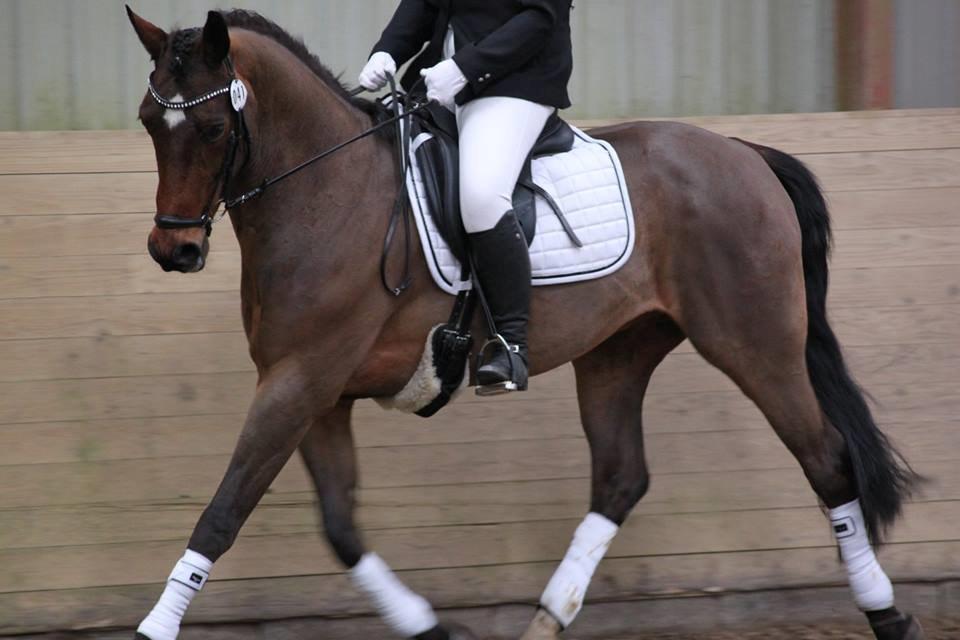 Dansk Varmblod ZA-Midi - Foto : Anne Sofie billede 23