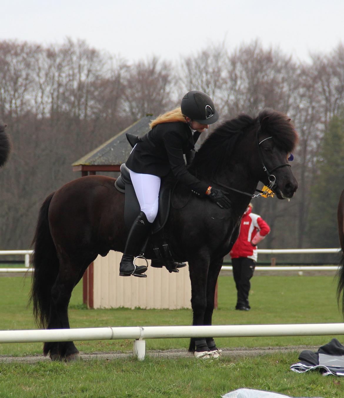 Islænder Kolfaxi fra Lilleheden billede 18