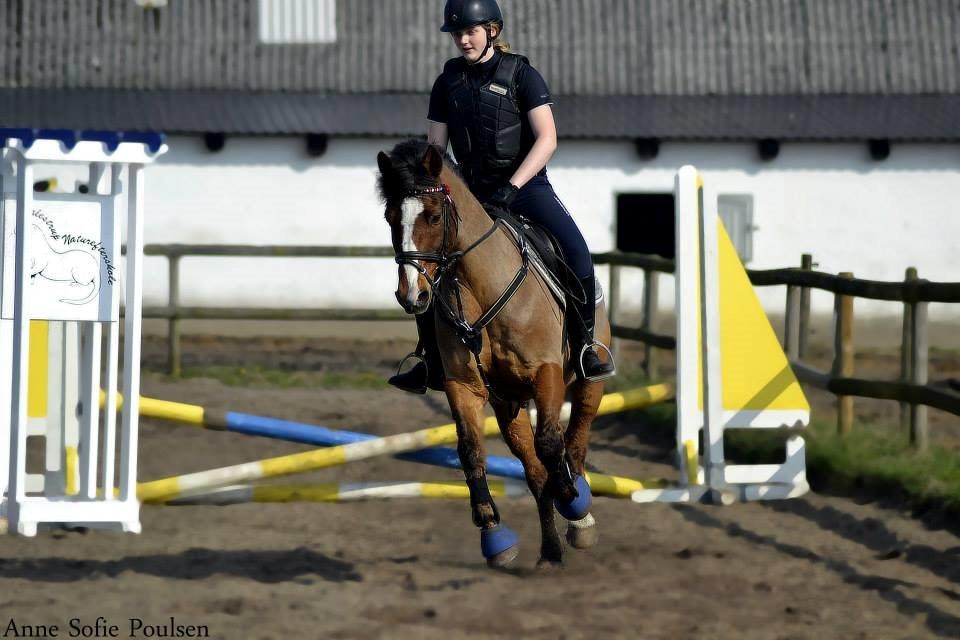 Anden særlig race Rubin Star (Buller) - Springkursus med Esben Olesen :-) billede 15