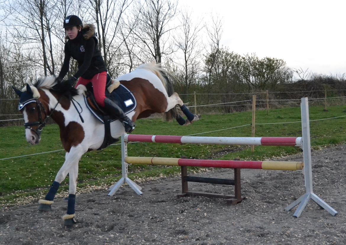 Tysk Sportspony My colourful compliment billede 13