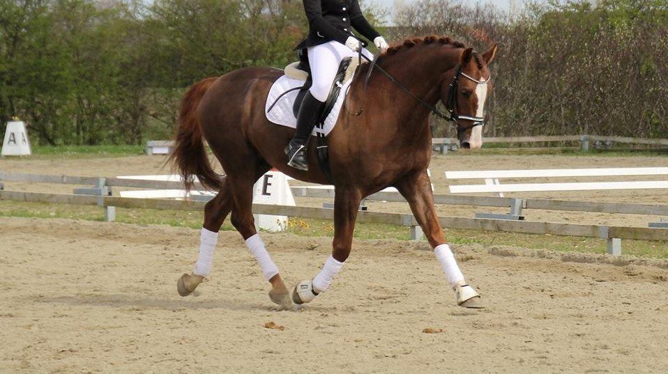 Dansk Varmblod Latino Lorenzo - Første stævne <3 billede 23