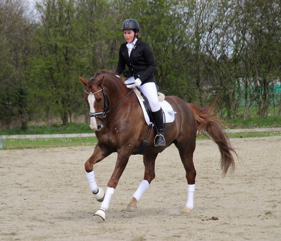 Dansk Varmblod Latino Lorenzo billede 9