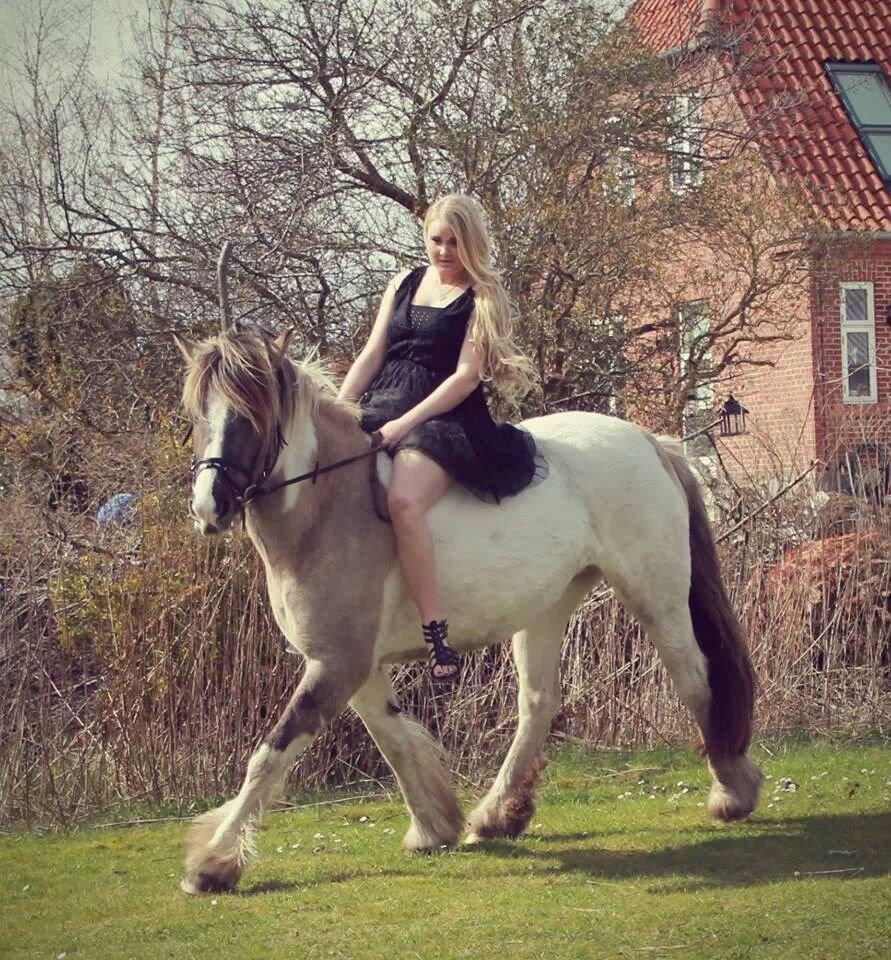 Irish Cob Crossbreed Fiona (Filina) billede 2