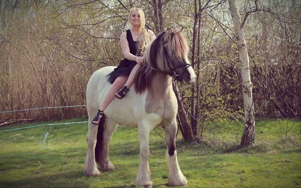 Irish Cob Crossbreed Fiona (Filina) billede 4