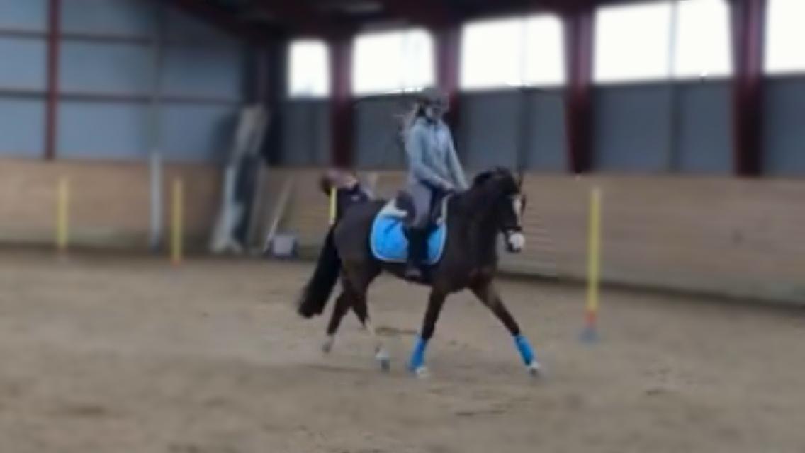 Tysk Sportspony Nike  - DRESSURPONY!! billede 16