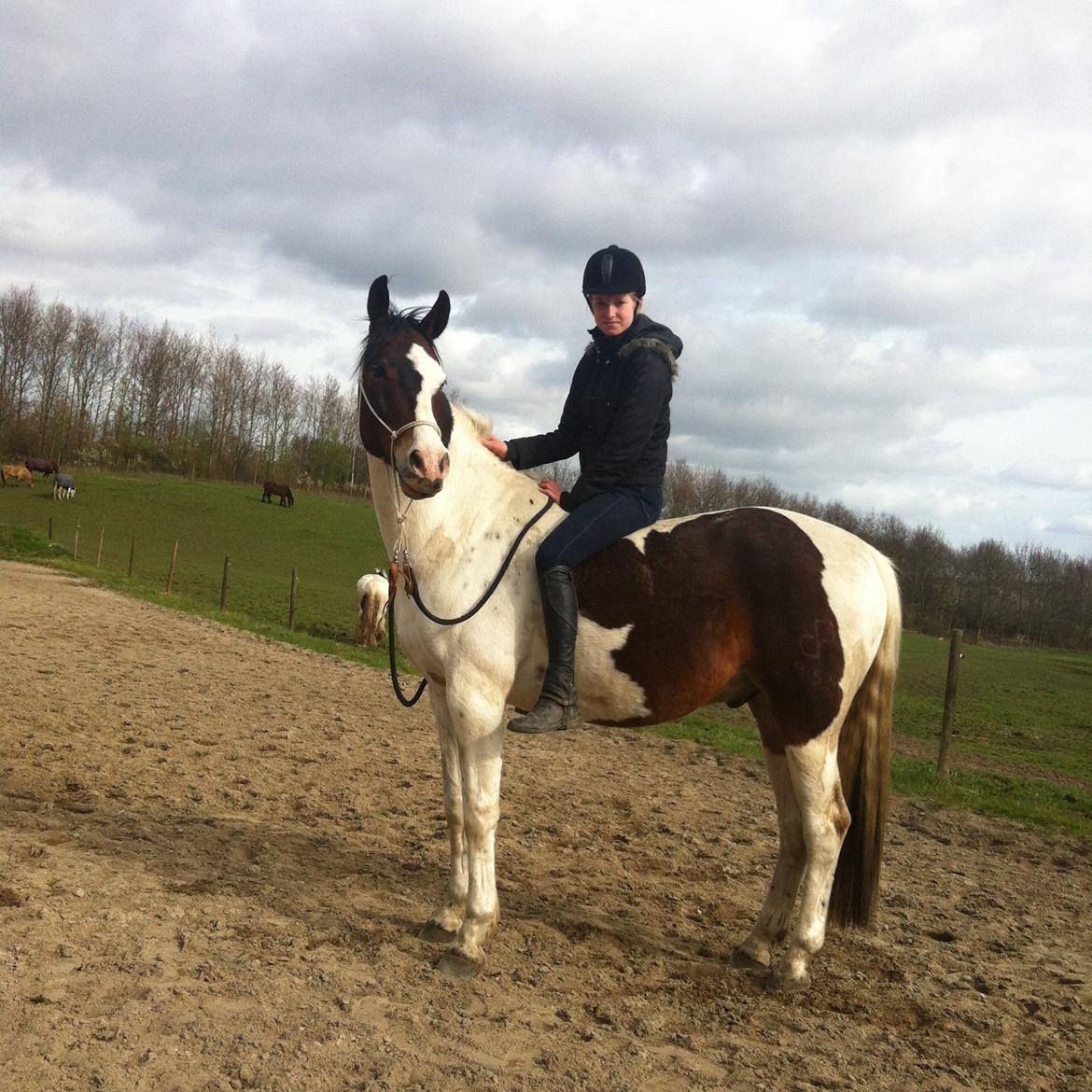 Pinto Hvedholms Figaro billede 1