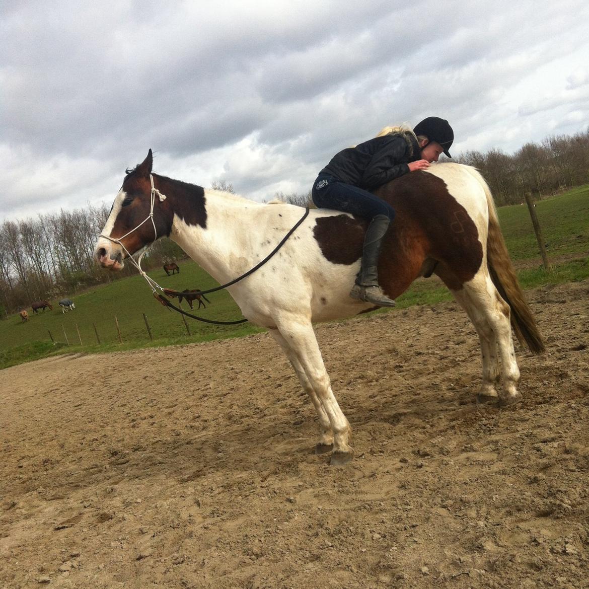 Pinto Hvedholms Figaro billede 2