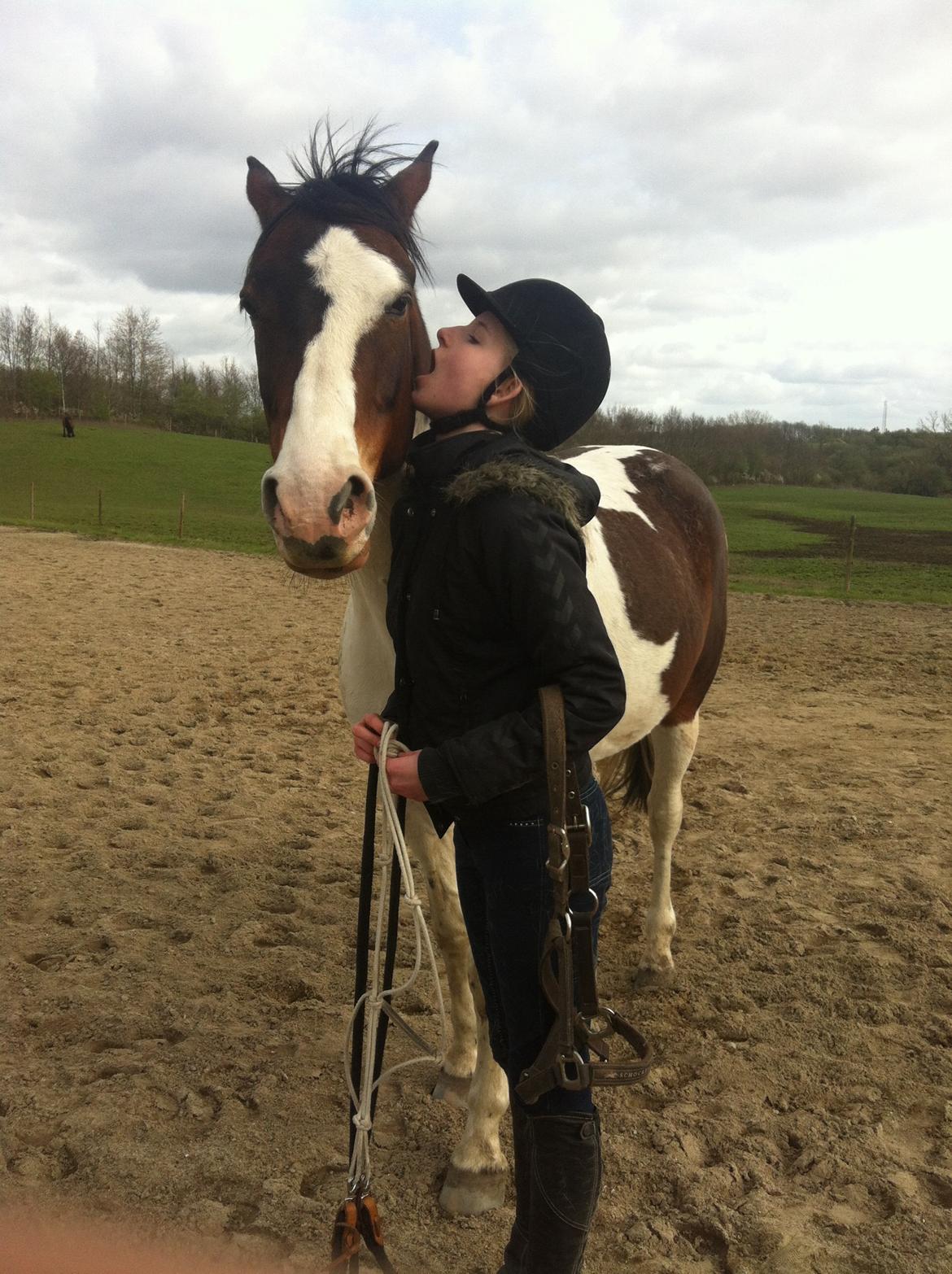 Pinto Hvedholms Figaro billede 7