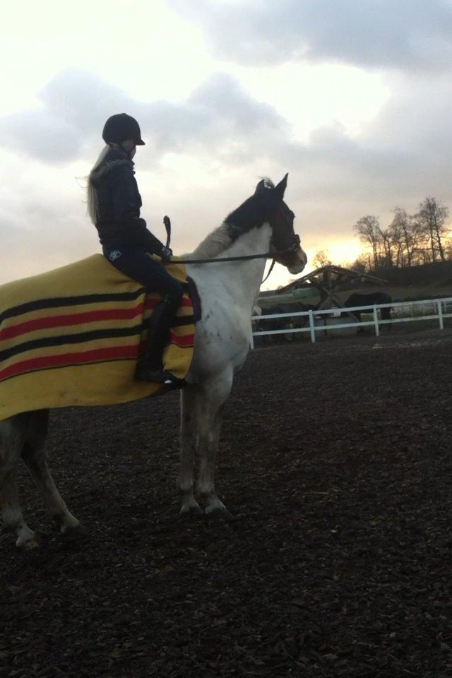 Pinto Hvedholms Figaro billede 8