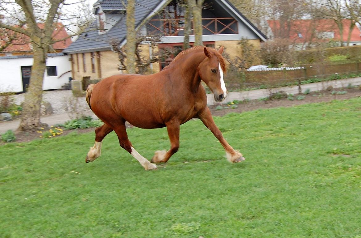 Welsh Cob (sec D) Trenewydd Robina (Robs) - så smuk <3 billede 9