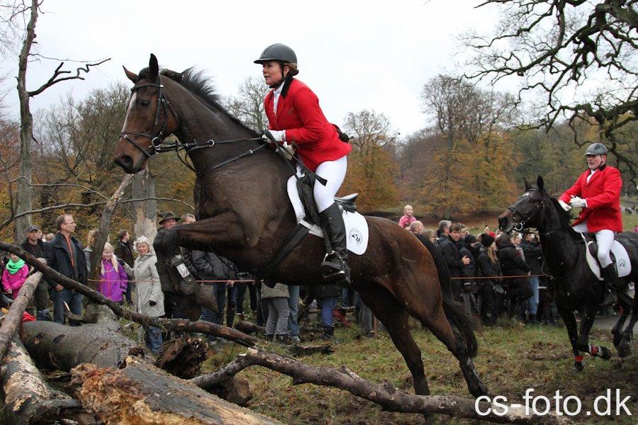 Fuldblod (XX) Pistoleiro billede 6