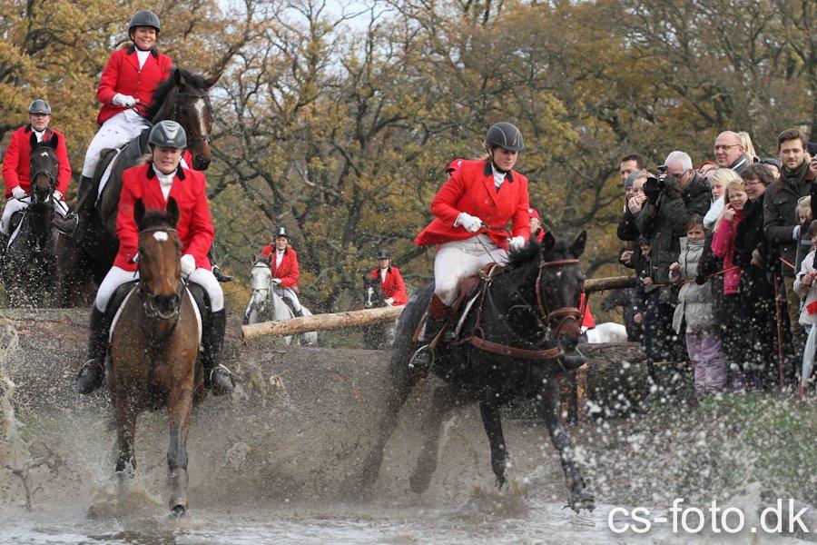 Fuldblod (XX) Pistoleiro billede 8