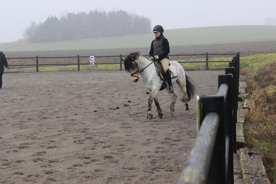 Hollandsk Sportspony Sindaquile C-S billede 6