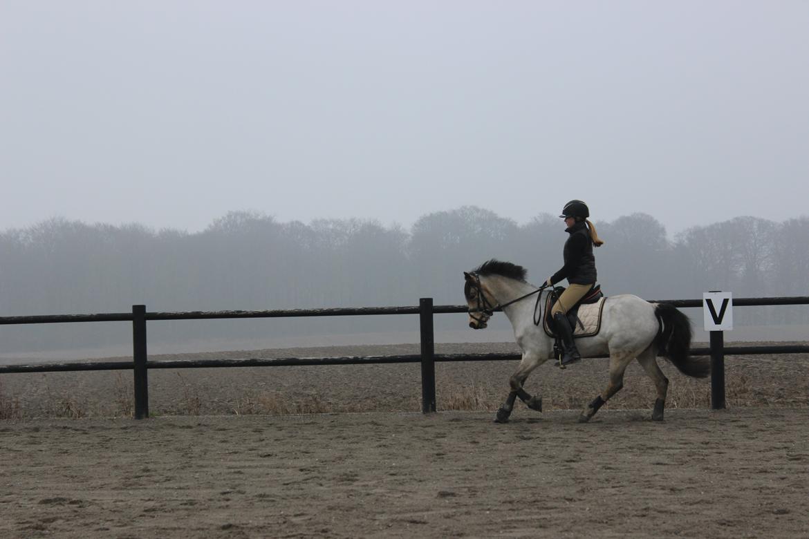 Hollandsk Sportspony Sindaquile C-S billede 7
