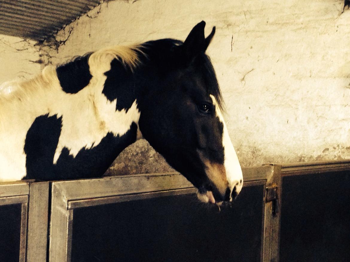 Pinto Søgaards Crelani billede 20