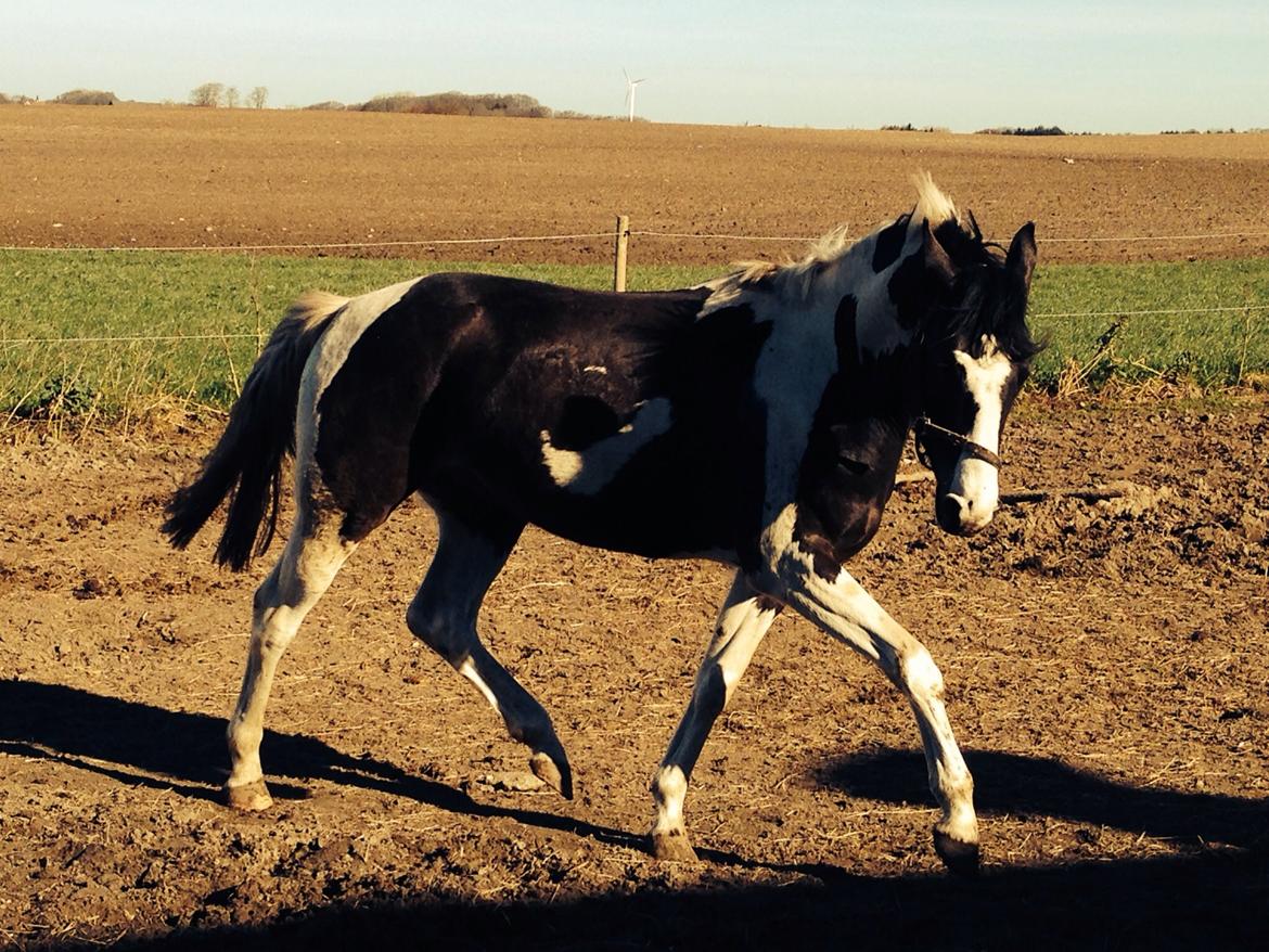 Pinto Søgaards Crelani billede 21