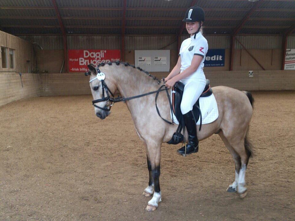 Hollandsk Sportspony Sindaquile C-S billede 9