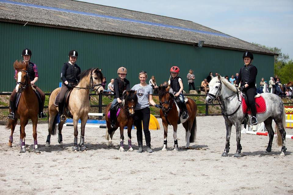 Hollandsk Sportspony Sindaquile C-S - tina lund billede 1