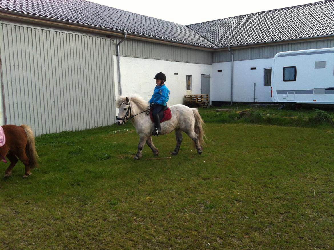 Anden særlig race Arthur (solgt) - .... billede 6