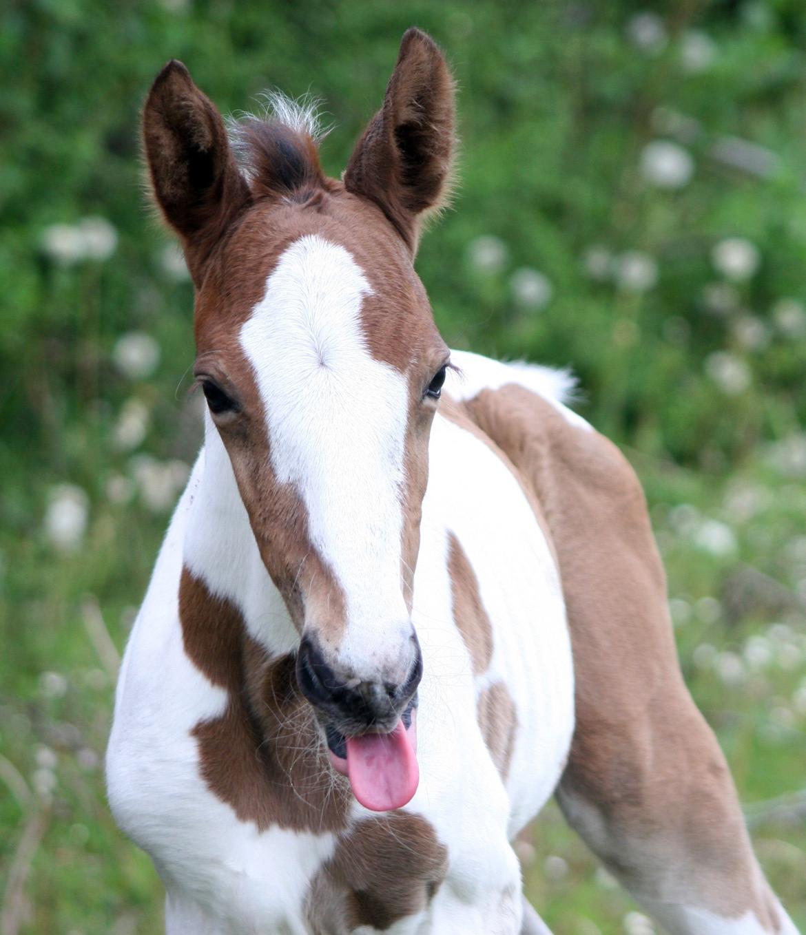 Pinto Love Never Dies (SOLGT) *For evigt elsket <3* - Frække ;) billede 38