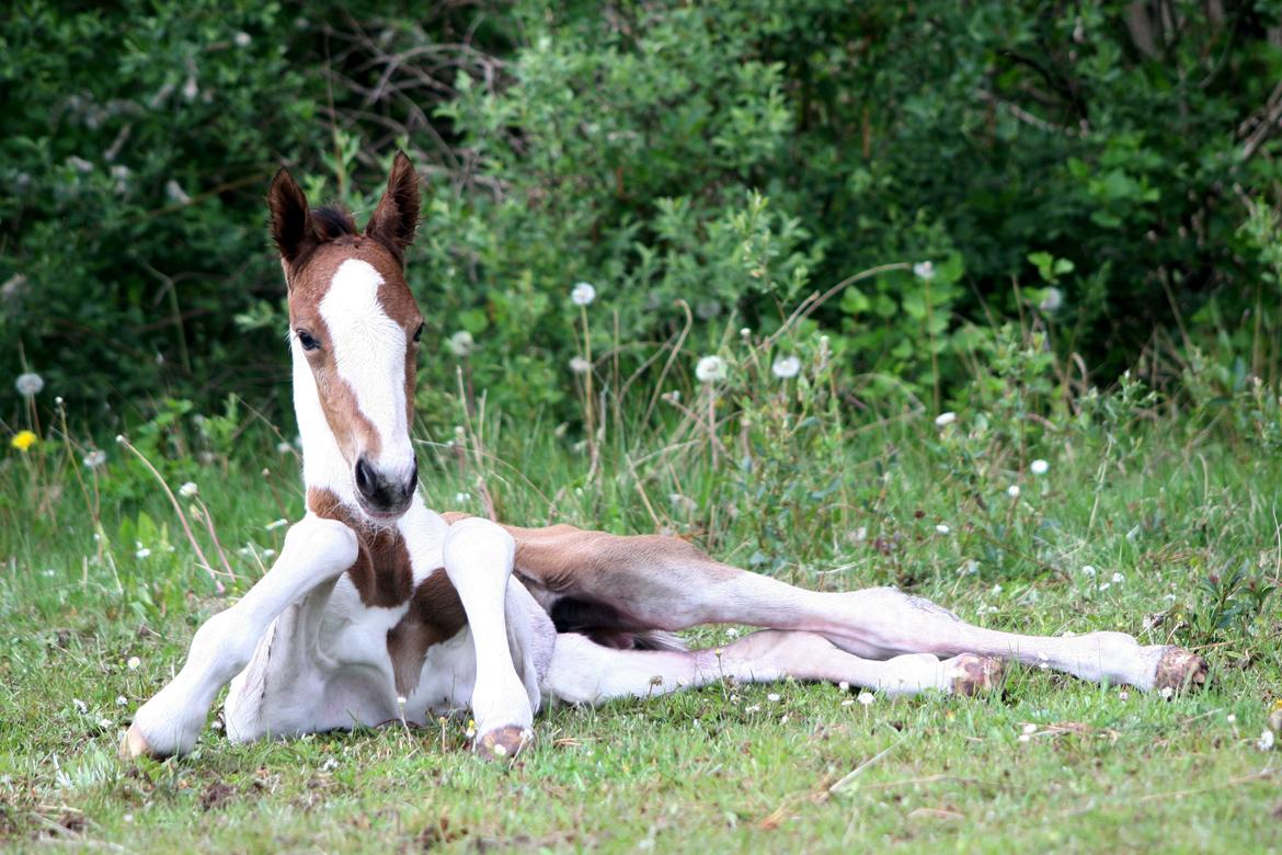 Pinto Love Never Dies (SOLGT) *For evigt elsket <3* - Baby Lulu billede 42