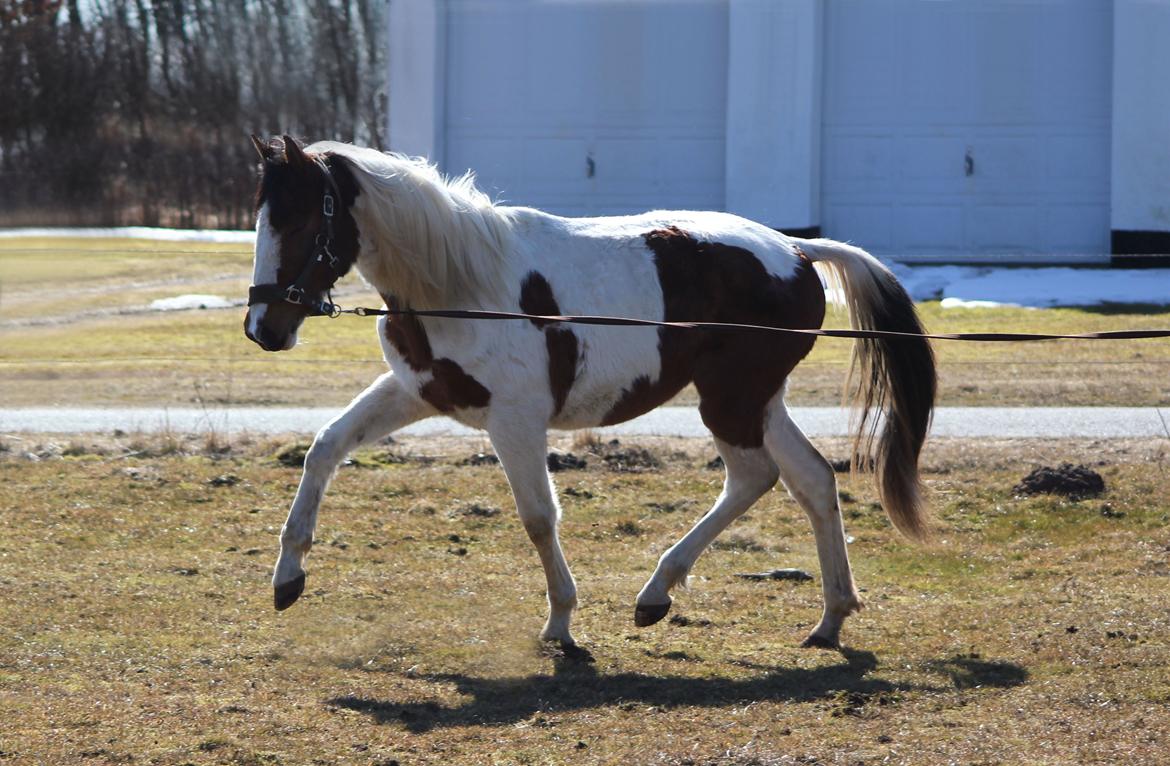 Pinto Love Never Dies (SOLGT) *For evigt elsket <3* - Lulu i april 2013 med masser af vinter pels :D billede 45