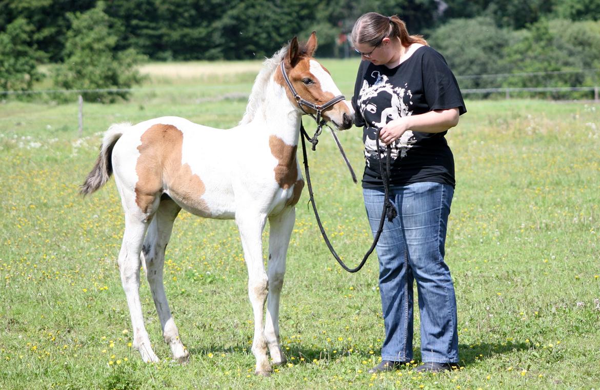 Pinto Love Never Dies (SOLGT) *For evigt elsket <3* - Lille Lulu bliver trænet til føl kåring billede 48