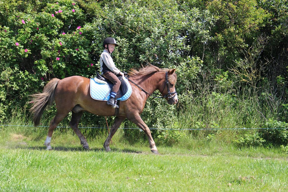 Anden særlig race Pegasus - Lillebro kan da også billede 7