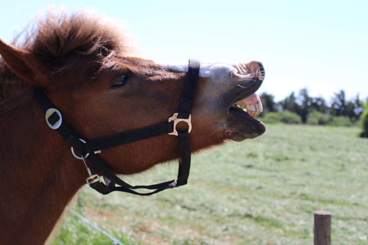 Anden særlig race Pegasus billede 5
