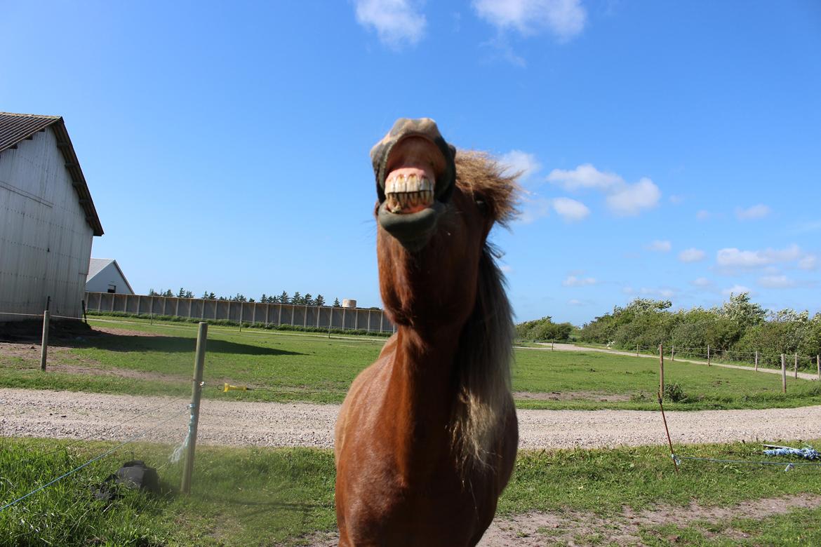 Anden særlig race Pegasus - SMIL! billede 8