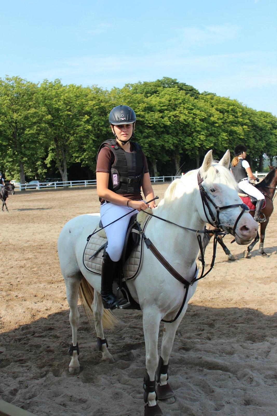 Hollandsk Sportspony Ice Queen billede 2