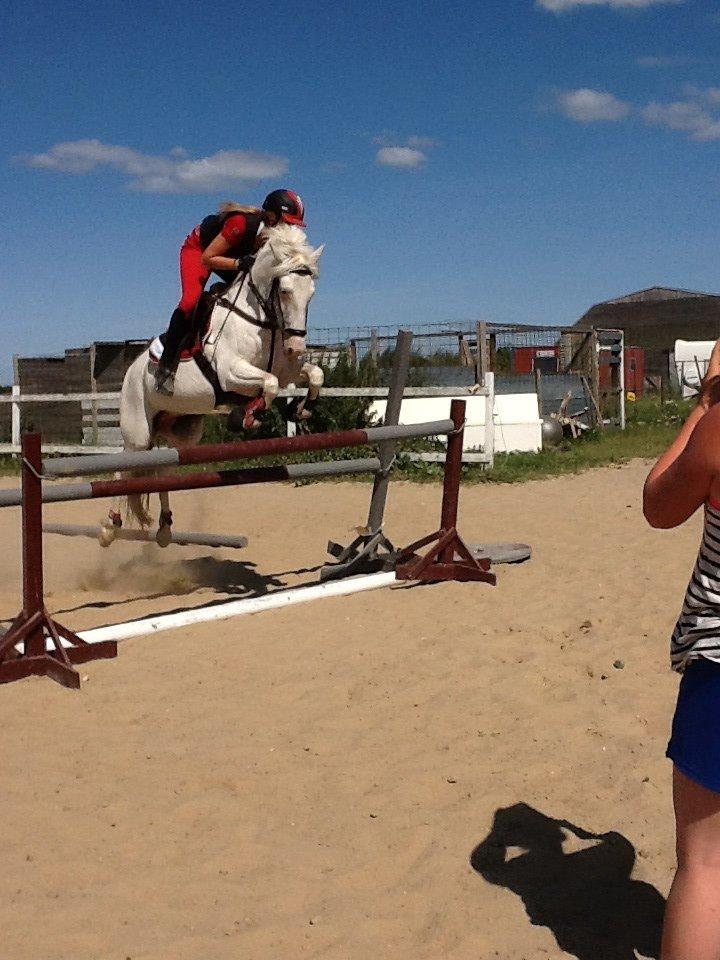 Hollandsk Sportspony Ice Queen billede 4