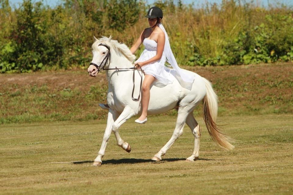 Hollandsk Sportspony Ice Queen billede 1