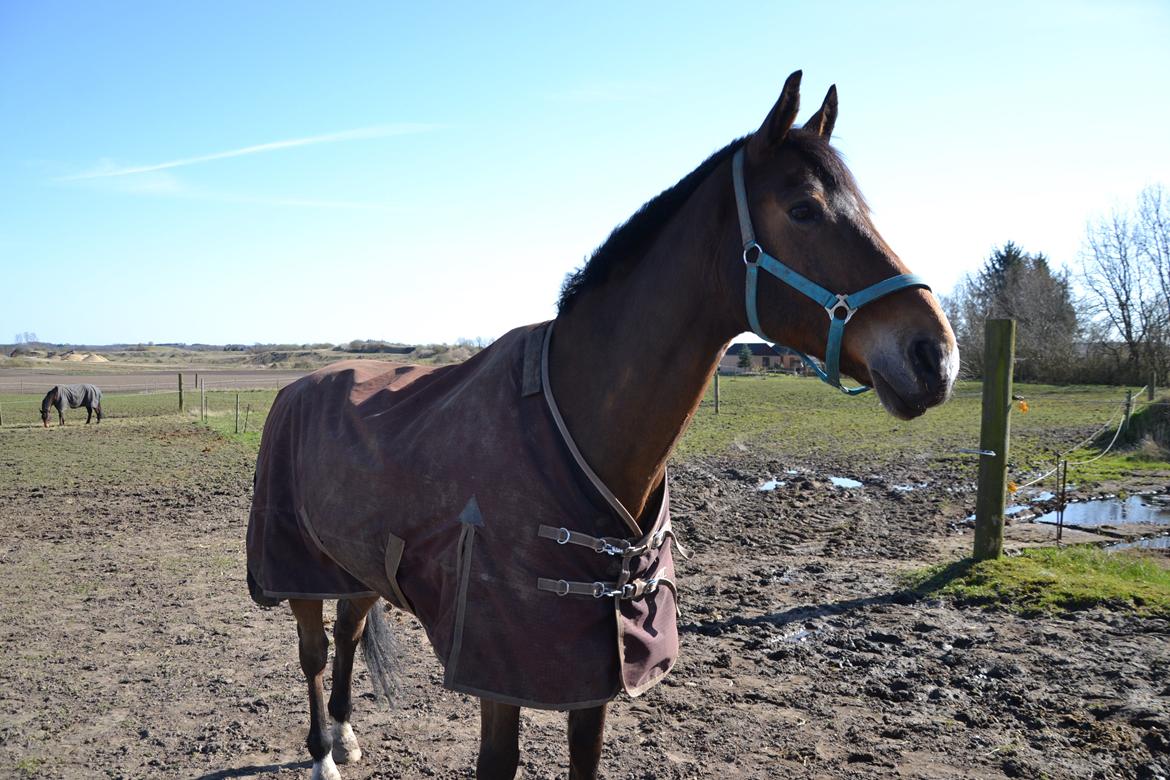 Anden særlig race Arcibald - Smukke arci i foråret <3 billede 11