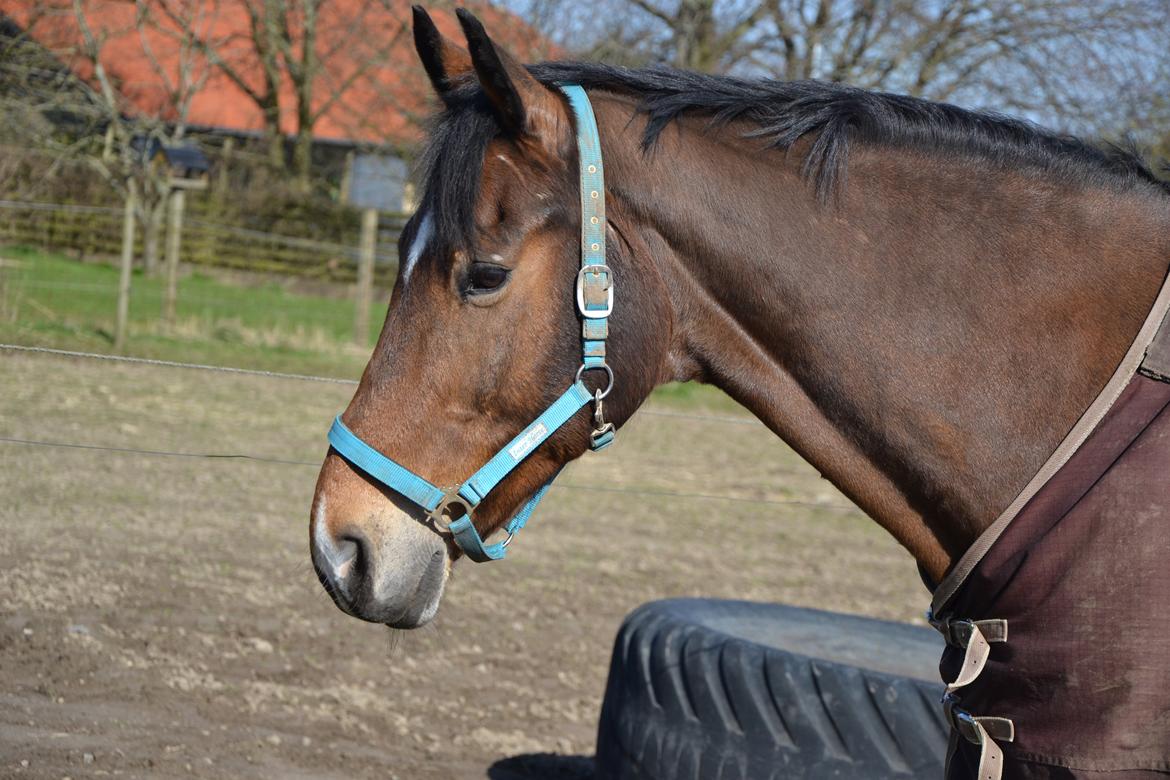 Anden særlig race Arcibald billede 10