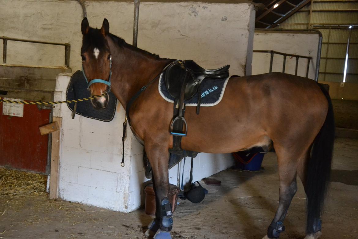 Anden særlig race Arcibald - Arcibald med hans flotte blå sæt! <3  billede 14