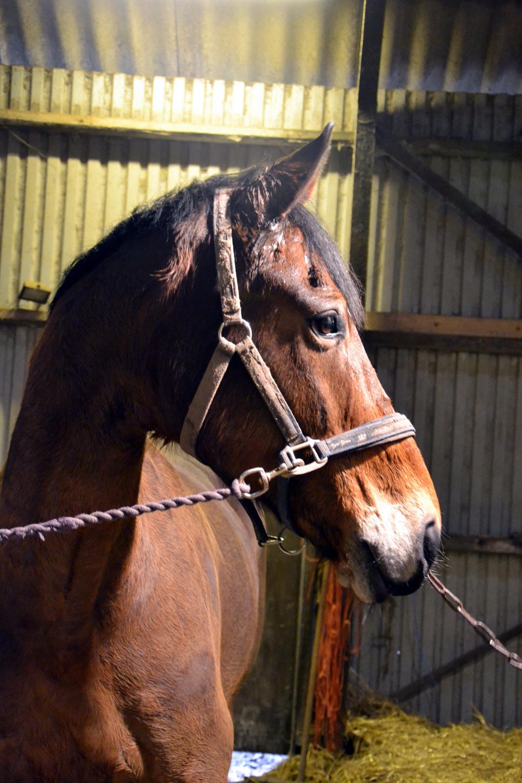 Anden særlig race Arcibald - Min fotomodel!! <3 billede 13