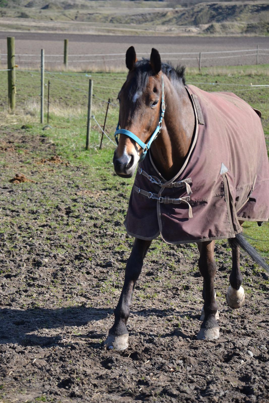 Anden særlig race Arcibald billede 12