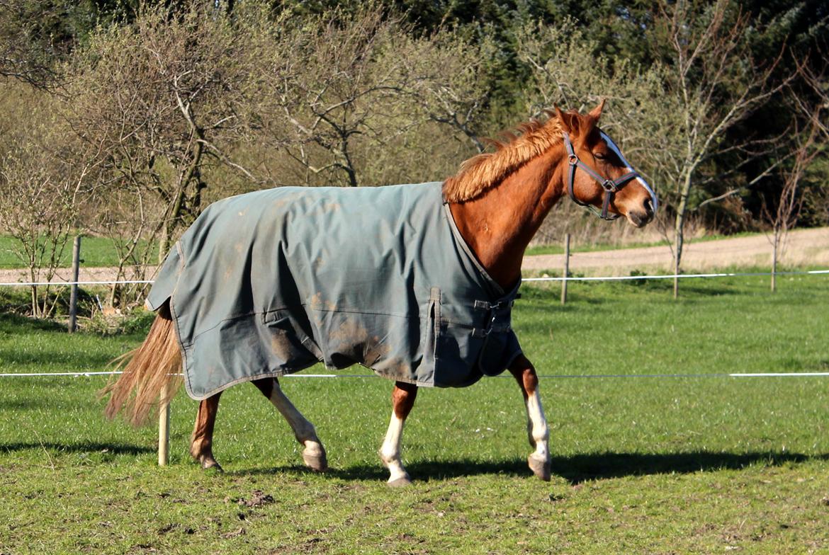 DSP Nørretelling's Ballou -  - Foto: Mig billede 38