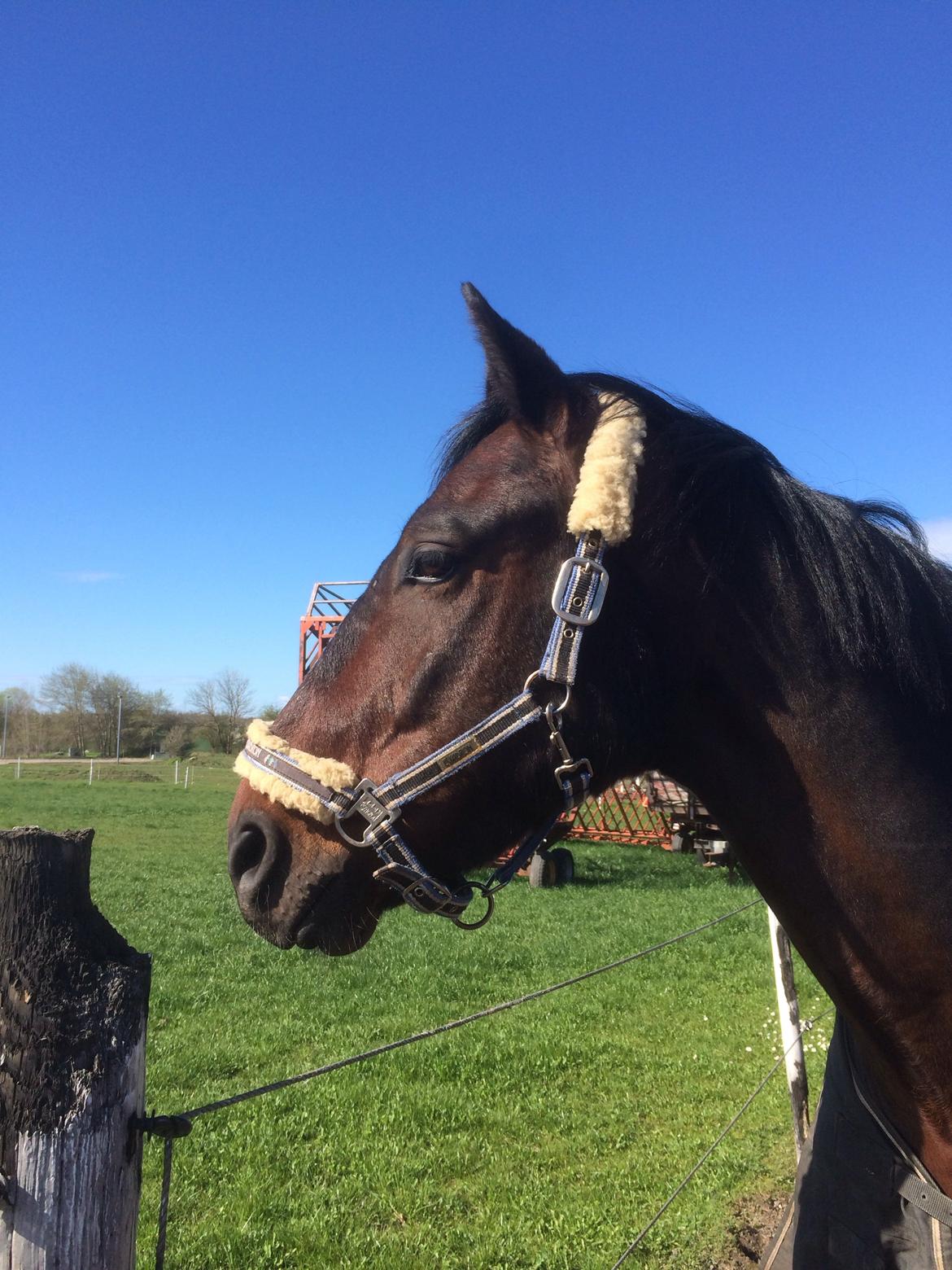 Oldenborg Cataco billede 8