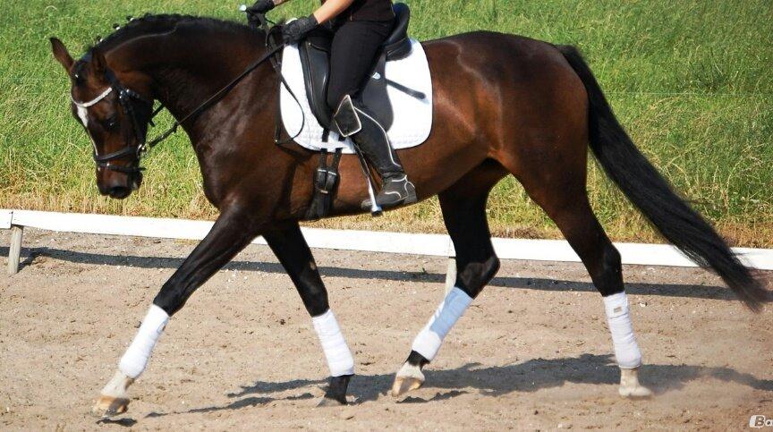 Dansk Varmblod Taylor billede 1