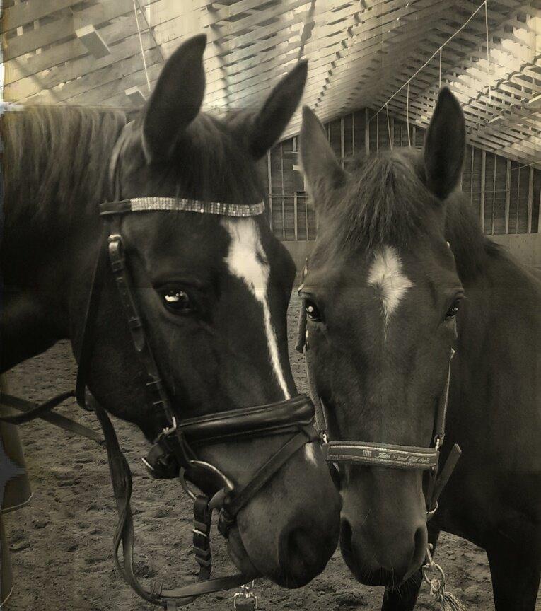 Dansk Varmblod Taylor billede 3