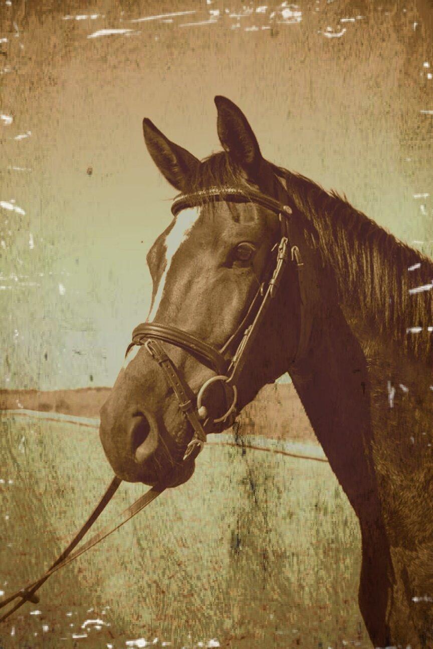 Dansk Varmblod Taylor billede 4